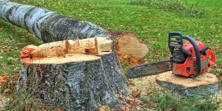 Best Tree Trimming and Pruning  in Palos Verdes Estates, CA