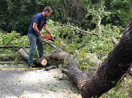 Best Hedge Trimming  in Palos Verdes Estates, CA