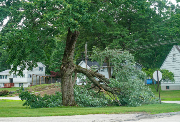 Best Emergency Tree Removal  in Palos Verdes Estates, CA