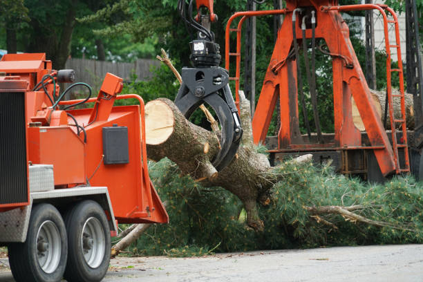 Best Palm Tree Trimming  in Palos Verdes Estates, CA