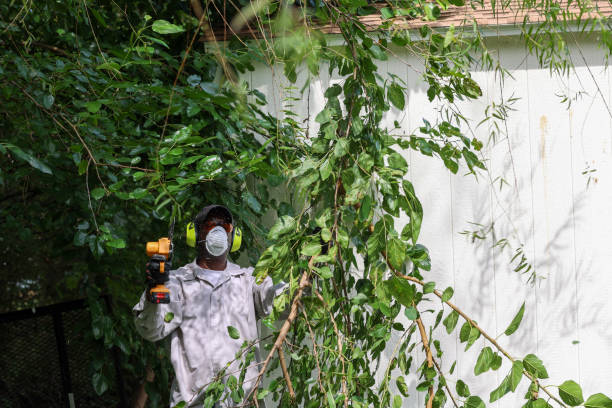 Best Tree Maintenance Programs  in Palos Verdes Estates, CA